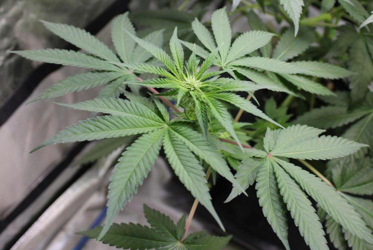 Cobalt Haze / Sensi Seeds. Week 6