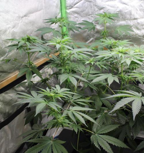 Cobalt Haze / Sensi Seeds. Week 6