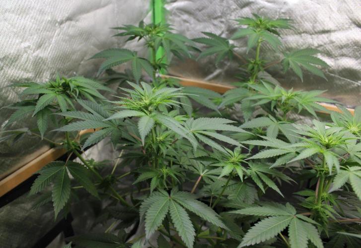 Cobalt Haze / Sensi Seeds. Week 6