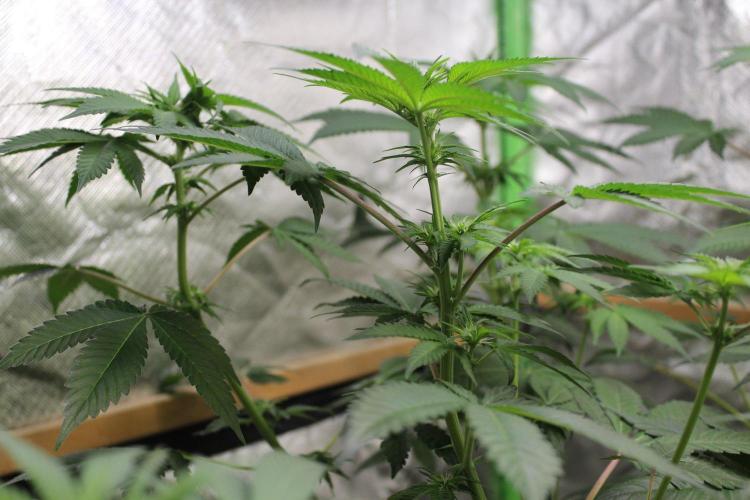 Cobalt Haze / Sensi Seeds. Week 6