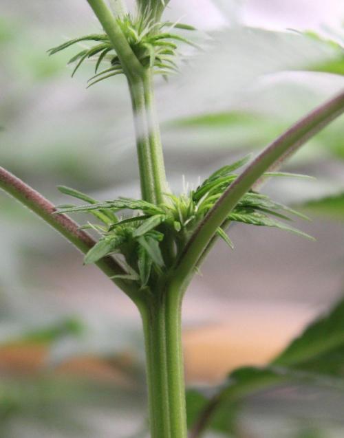 Cobalt Haze / Sensi Seeds. Week 6