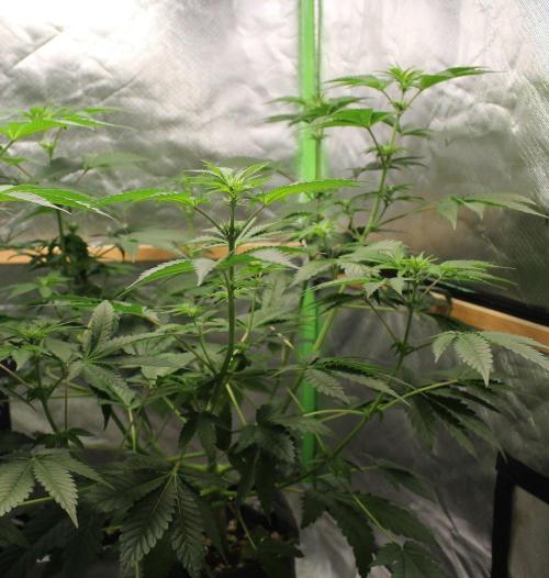 Michka / Sensi Seeds. Week 6