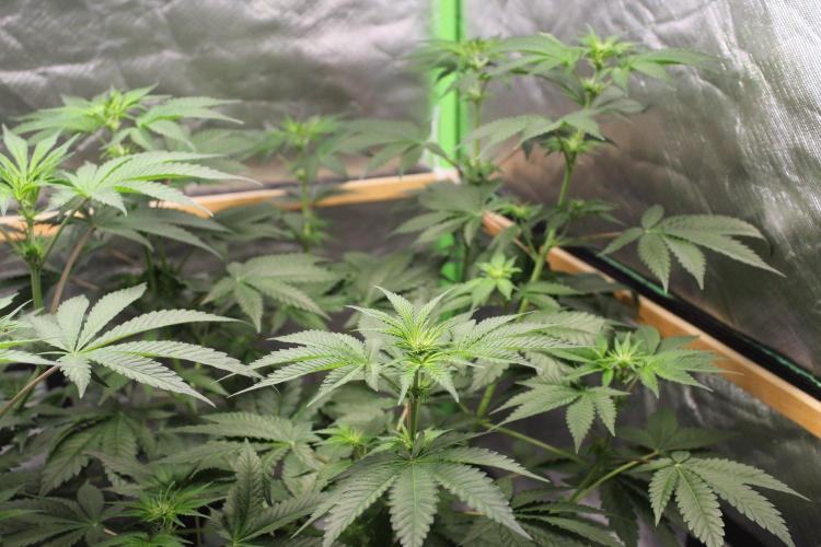 Michka / Sensi Seeds. Week 6
