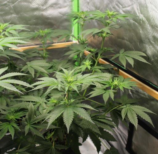 Michka / Sensi Seeds. Week 6