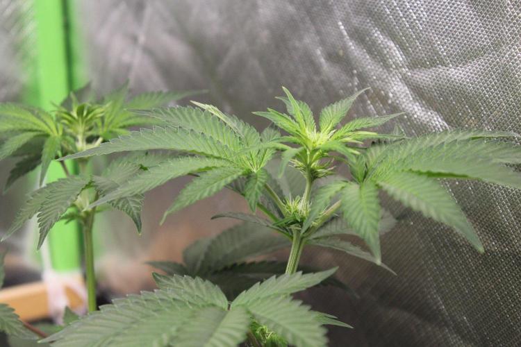 Michka / Sensi Seeds. Week 6