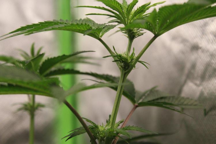Grow Tent MyHomeGrow 140x140x200. Week 6