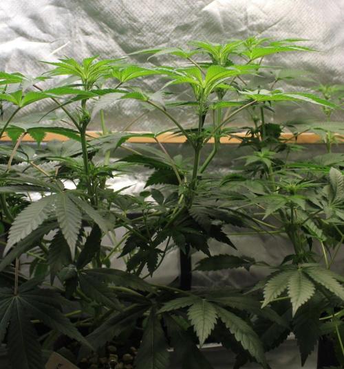 Pavaya Candy / Hidden Labs. Week 6