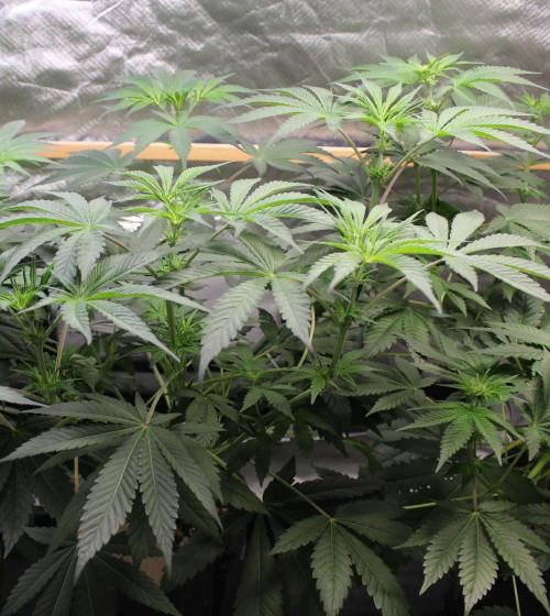 Pavaya Candy / Hidden Labs. Week 6