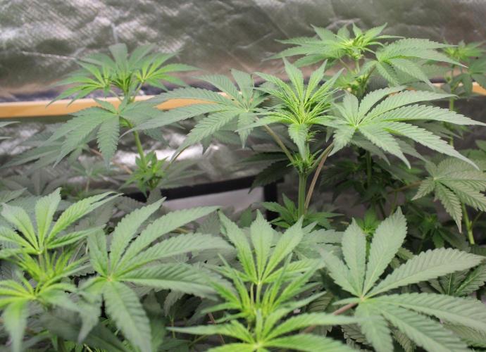 Pavaya Candy / Hidden Labs. Week 6