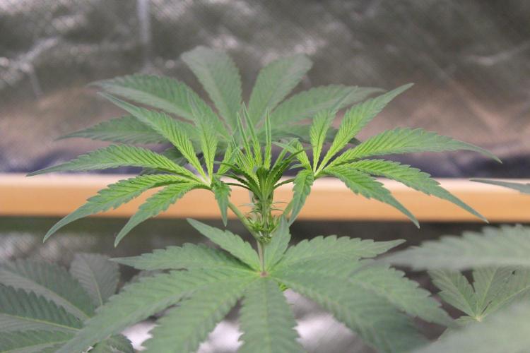 Pavaya Candy / Hidden Labs. Week 6