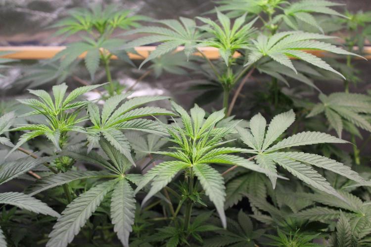 Pavaya Candy / Hidden Labs. Week 6