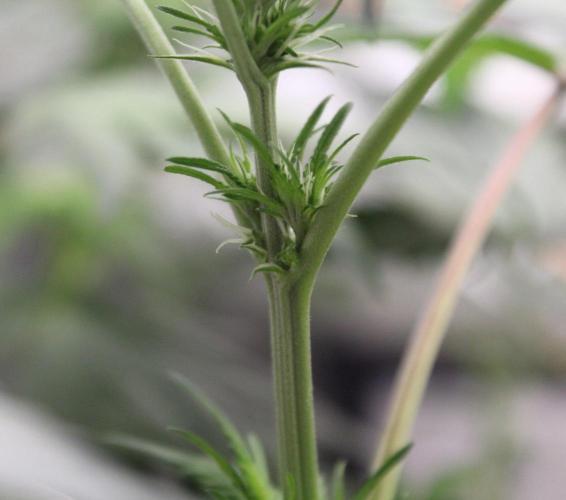 Pavaya Candy / Hidden Labs. Week 6