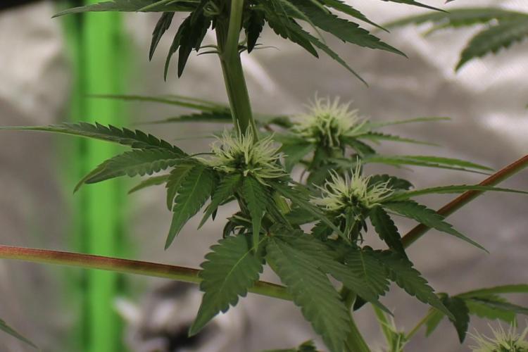 Cobalt Haze / Sensi Seeds. Week 7