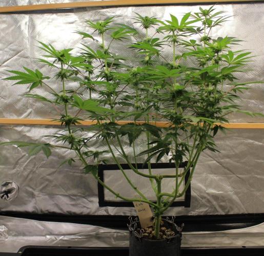 Cobalt Haze / Sensi Seeds. Week 7