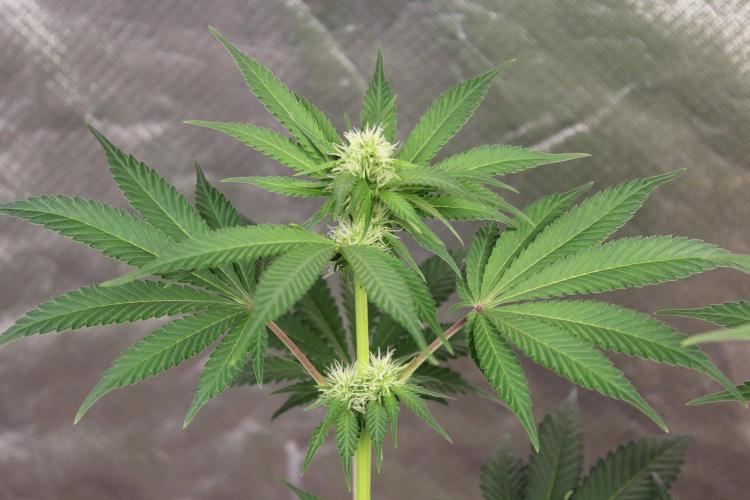 Cobalt Haze / Sensi Seeds. Week 7