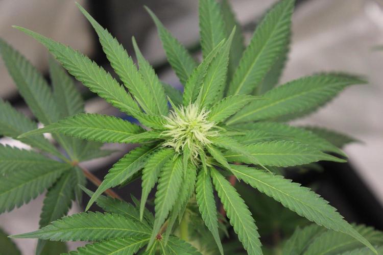 Cobalt Haze / Sensi Seeds. Week 7