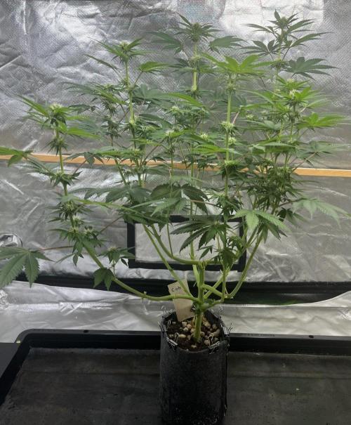 Cobalt Haze / Sensi Seeds. Week 7