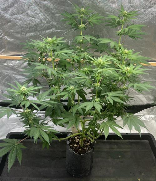 Cobalt Haze / Sensi Seeds. Week 7