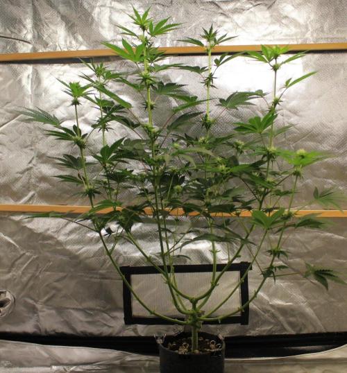 Michka / Sensi Seeds. Week 7