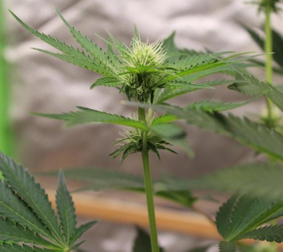 Michka / Sensi Seeds. Week 7
