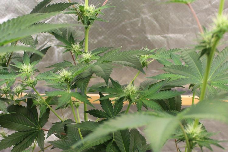 Michka / Sensi Seeds. Week 7