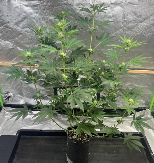 Michka / Sensi Seeds. Week 7