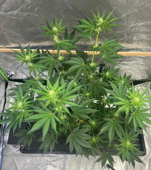 Michka / Sensi Seeds. Week 7
