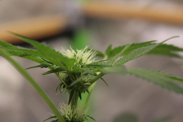 Pavaya Candy / Hidden Labs. Week 7