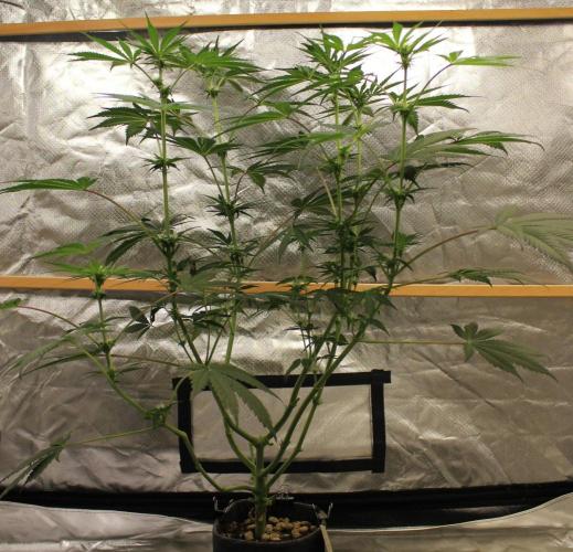 Pavaya Candy / Hidden Labs. Week 7