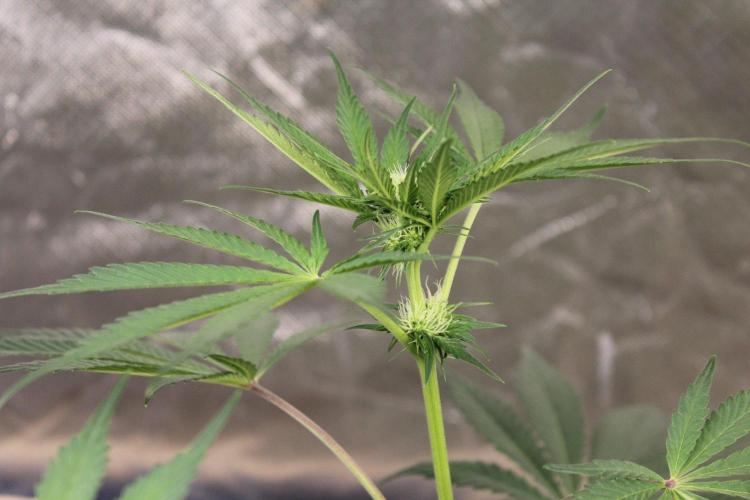 Pavaya Candy / Hidden Labs. Week 7