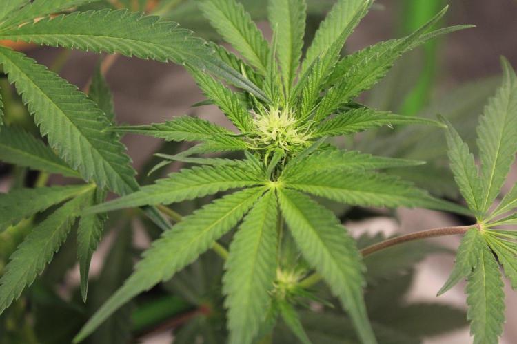 Pavaya Candy / Hidden Labs. Week 7