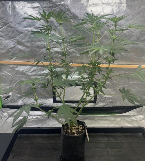 Pavaya Candy / Hidden Labs. Week 7