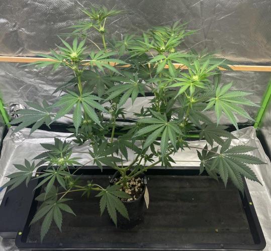Pavaya Candy / Hidden Labs. Week 7