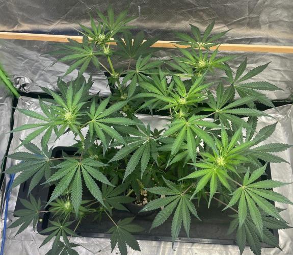 Pavaya Candy / Hidden Labs. Week 7