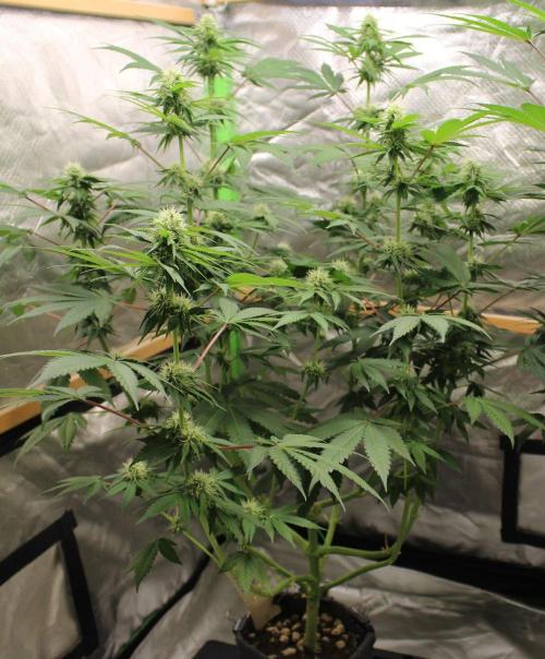 Cobalt Haze / Sensi Seeds. Week 8