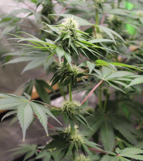 Cobalt Haze / Sensi Seeds. Week 8