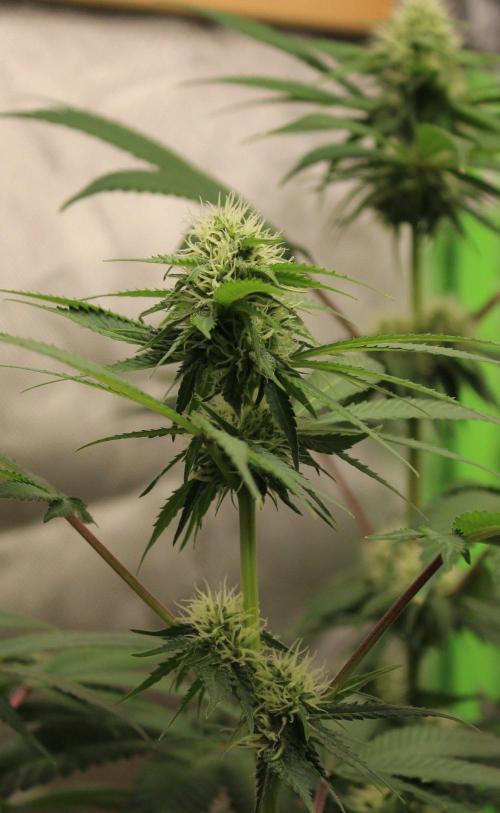 Cobalt Haze / Sensi Seeds. Week 8