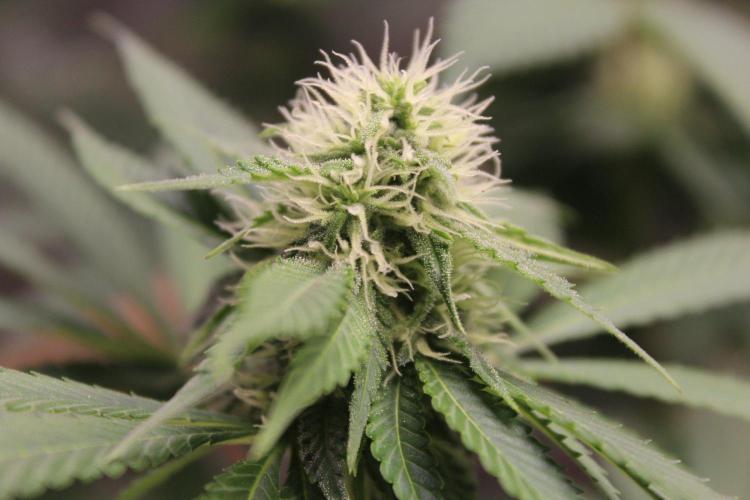 Grow Tent MyHomeGrow 140x140x200. Week 8