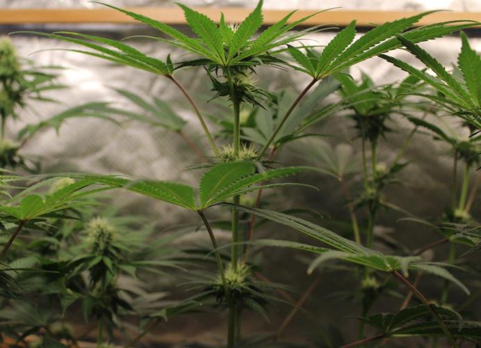 Pavaya Candy / Hidden Labs. Week 8