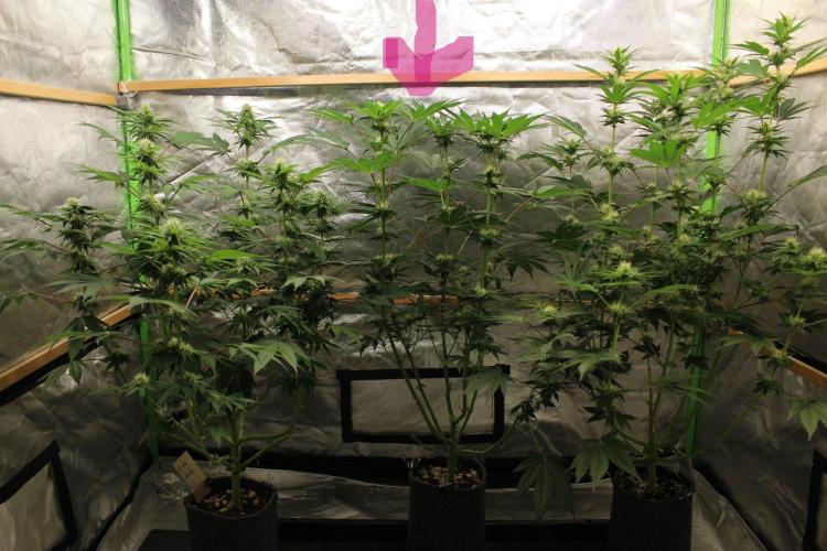 Pavaya Candy / Hidden Labs. Week 8