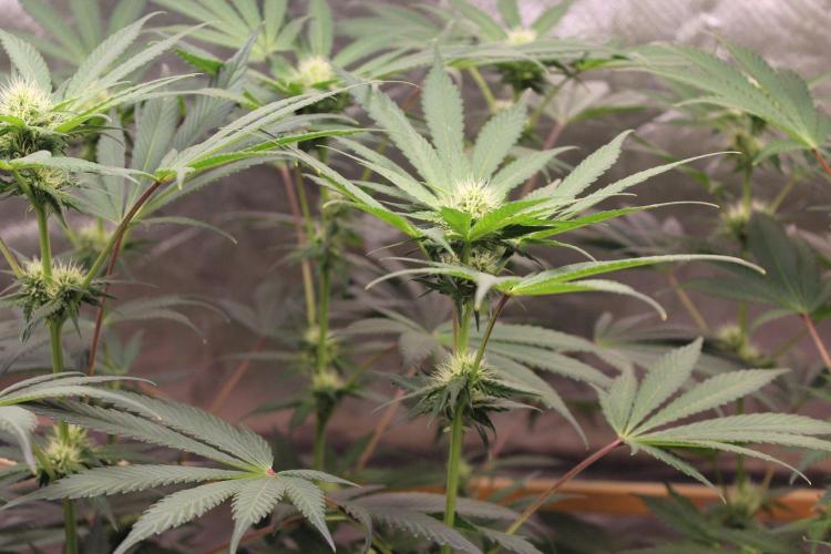 Pavaya Candy. Week 8