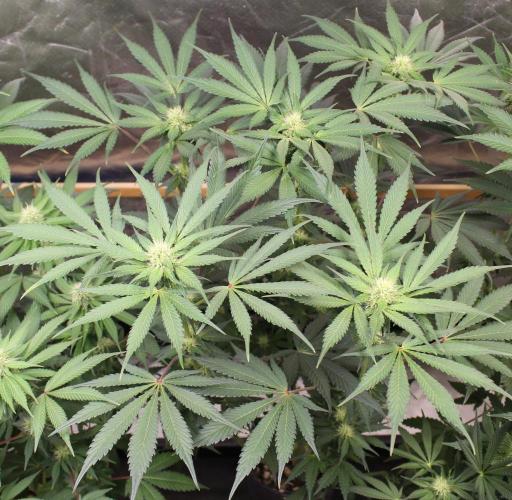 Pavaya Candy / Hidden Labs. Week 8
