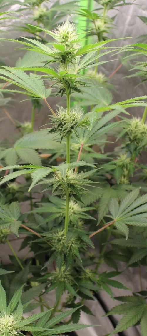 Michka / Sensi Seeds. Week 8