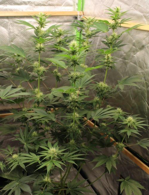 Michka / Sensi Seeds. Week 8