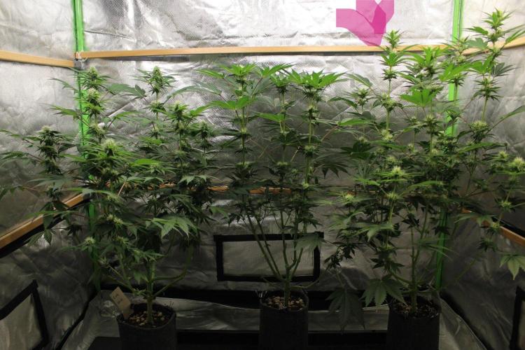 Michka / Sensi Seeds. Week 8