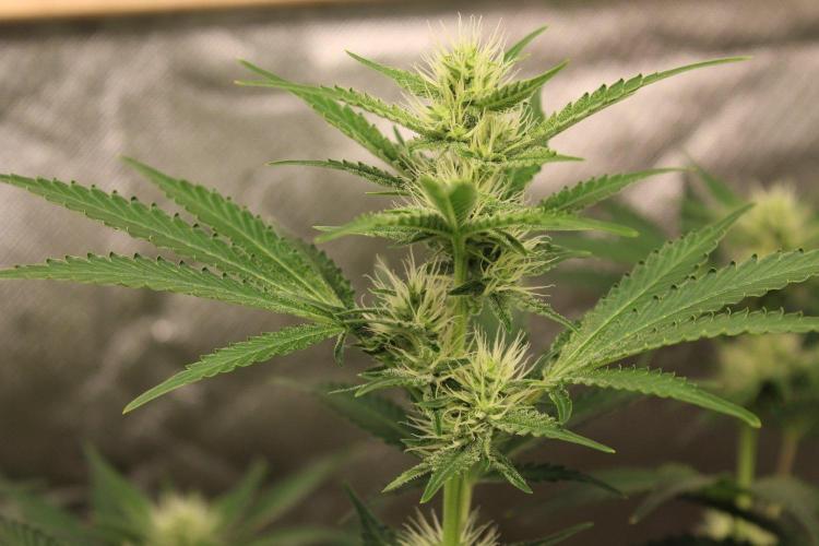 Michka / Sensi Seeds. Week 8