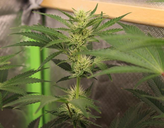 Michka / Sensi Seeds. Week 8