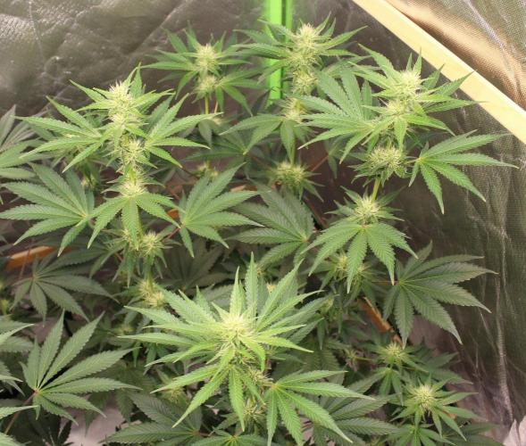 Michka / Sensi Seeds. Week 8
