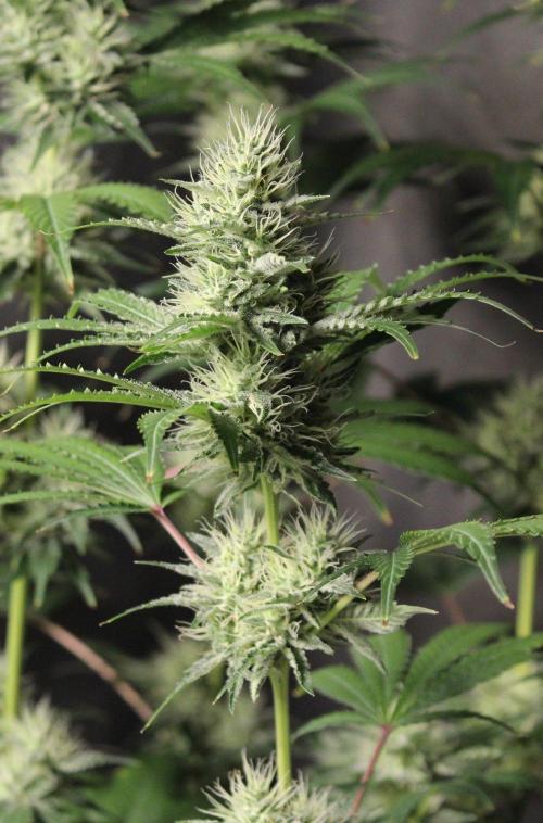 Michka / Sensi Seeds. Week 11