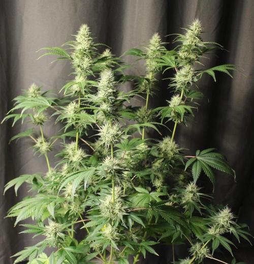 Michka / Sensi Seeds. Week 11